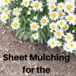 Mulch and daisies