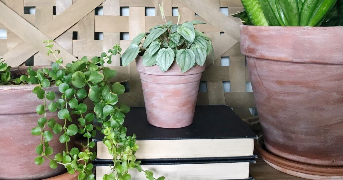 How to Easily Age a Terra Cotta Pot - dappled skies and diys