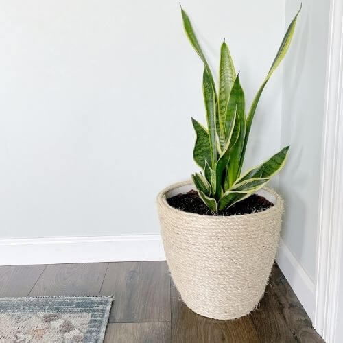 Snake plant in rope planter