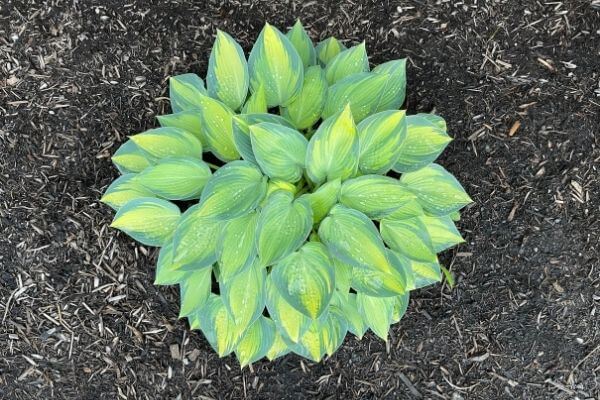 Hardy Perennial June Hosta