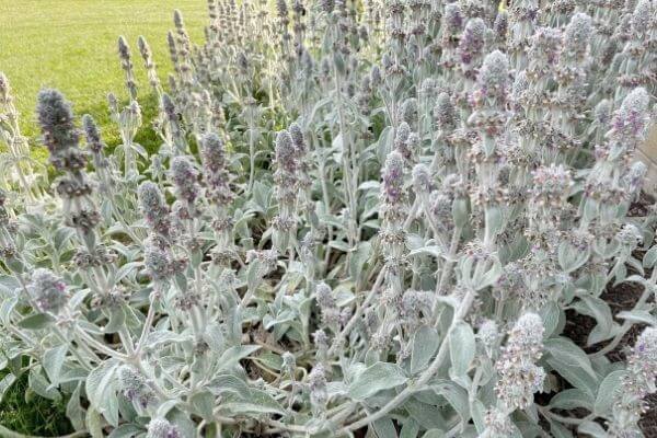 Lamb's ear plants blooming