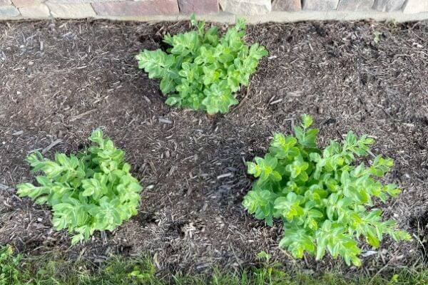 3 Stonecrop plants