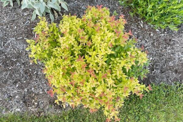 Goldflame spirea shrub
