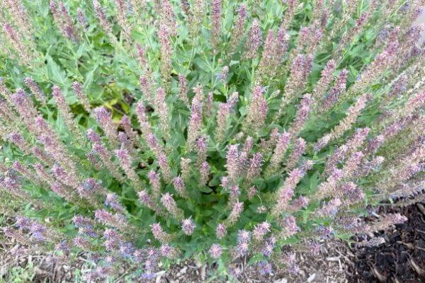 Salvia or meadow sage plant