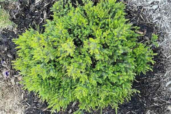 Winter Heather plant