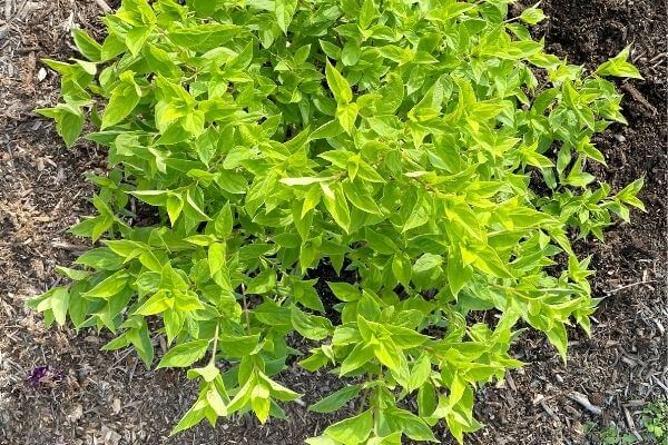 Little Lime Hydrangea picture