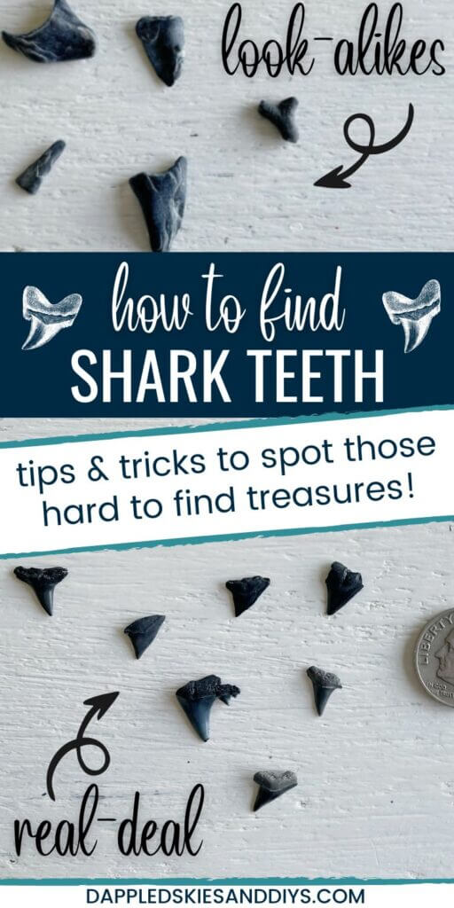 How to find shark teeth and tell the difference between the real-deal and look-alikes. 
