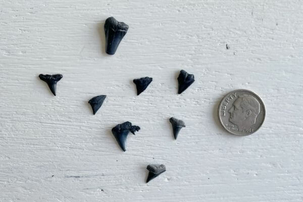 Black shark teeth in comparison to a dime.