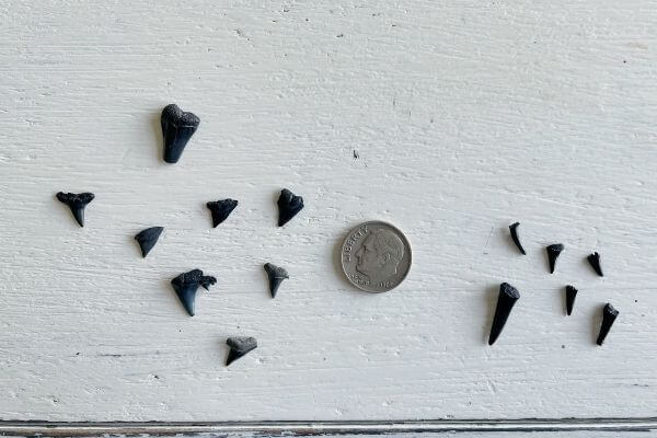 Real shark teeth compared to a dime