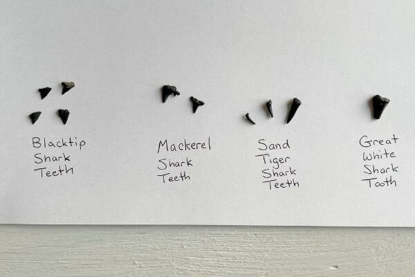 Different types of shark teeth found in the Carolinas