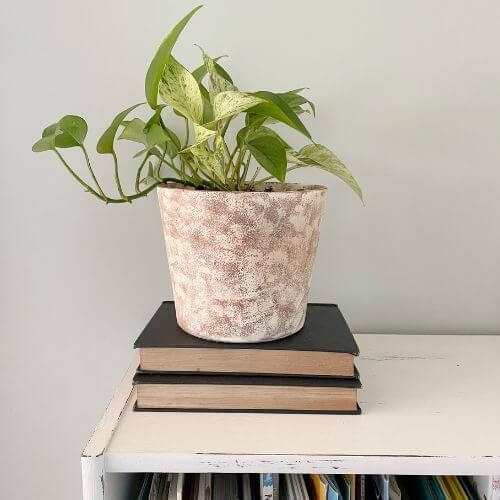 Textured aged clay pot with plant