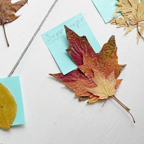 Maple leaf type identified with post it note