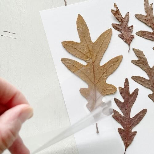 Place laminate paper over leaf to secure