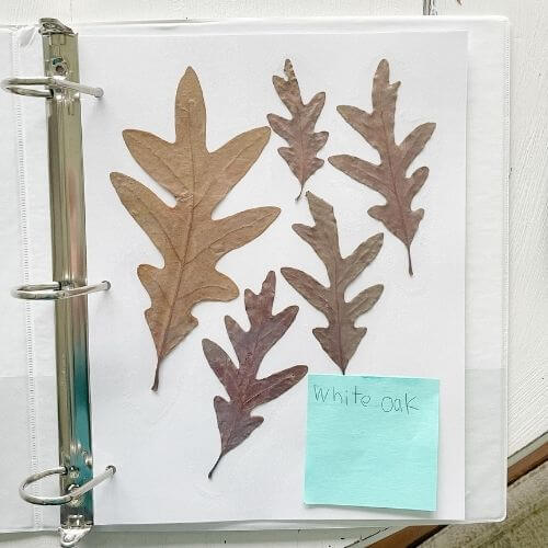 Place oak leaf page in binder