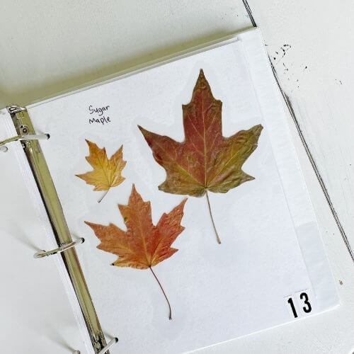 Maple leaf on book page DIY