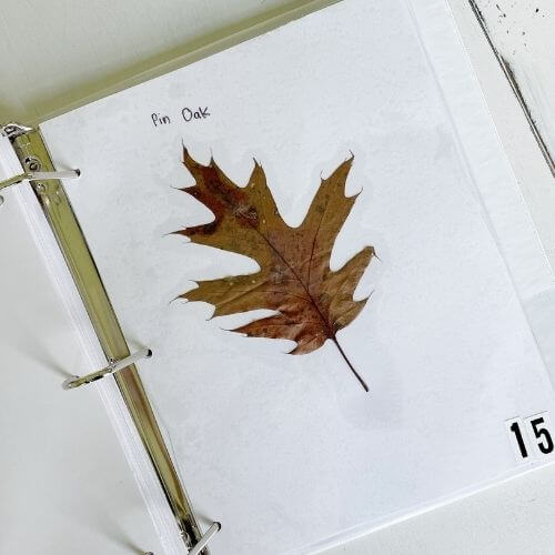 Oak leaf on book page DIY