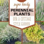 10 hardy perennial plants for a cottage style garden