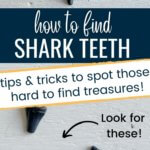 Tips and tricks to help find shark teeth at the beach