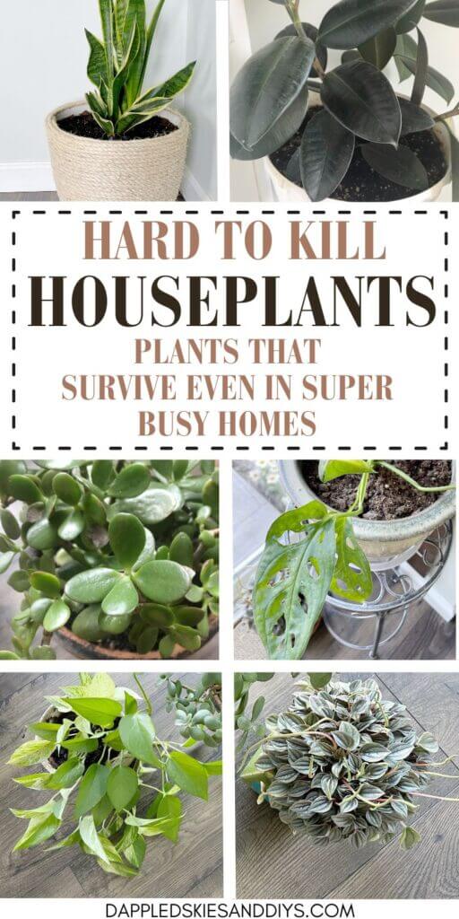 Eight hardy houseplants for super busy homes.