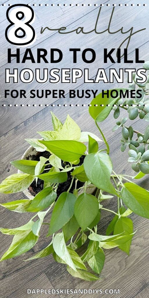 Pothos, jade and other difficult to kill houseplants