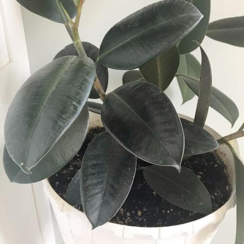 Rubber tree plant in a white planter