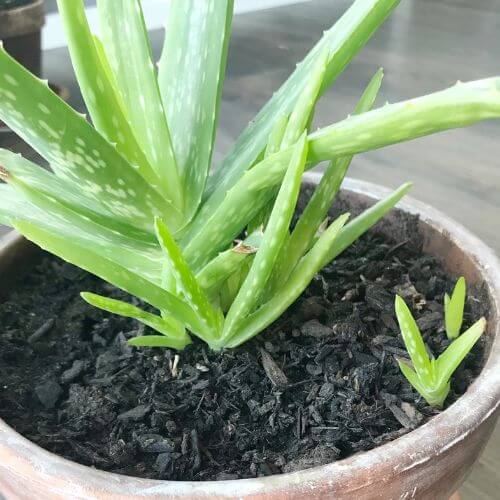 Aloe plant with pups