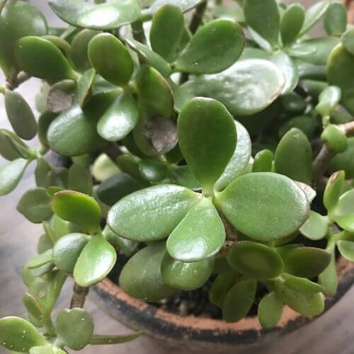 Jade plant