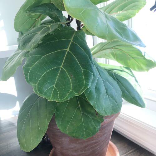 Fiddle leaf fig in clay pot