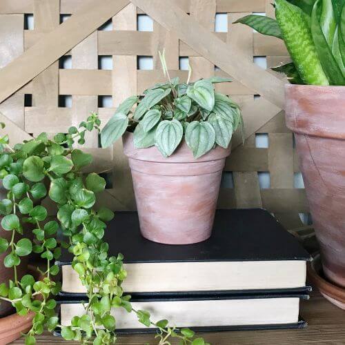 Peperomia plant on a shelf