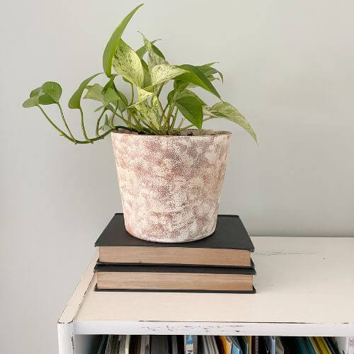 Pothos houseplant in a painted pot