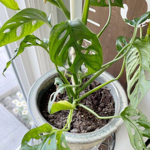 Monstera Adansonii in a pot