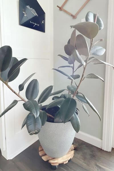 Finished faux concrete planter with rubber tree plant