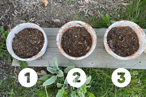 Top view of clay pots 1,2 and 3 after three weeks.