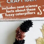 Woolly bear caterpillar craft using pom poms and pipe cleaners.