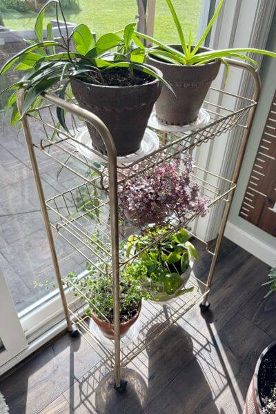 Plants sitting on gold wire cart.