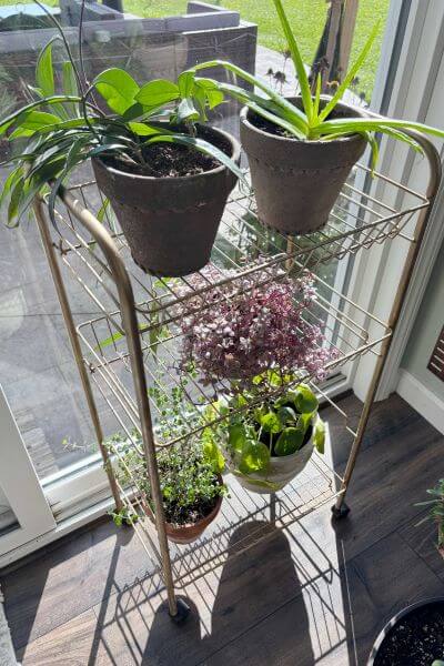 Plants sitting on gold wire cart.