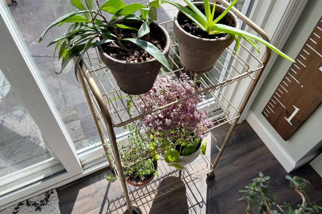 Wire cart plant stand with plants on it.