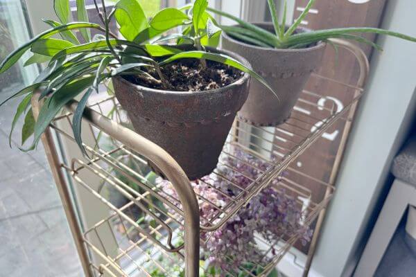 Plants sitting on gold wire cart.